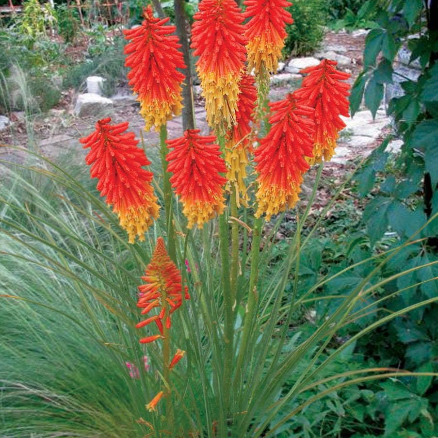 Papaya Popsicle™ Poker Plant (Kniphofia ‘Papaya Popsicle’) - QT