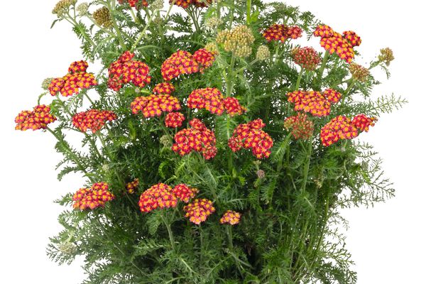 SkySail™ Fire Yarrow (Achillea millefolium SkySail™ Fire ‘Bosachskyfi’) - QT