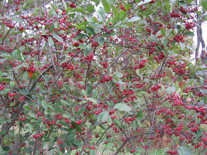 Red Chokeberry (Aronia arbutifolia 'Brilliantissima') - QT