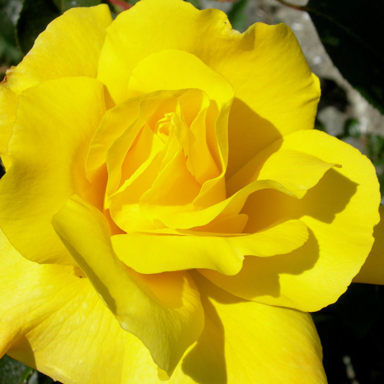 Golden Showers™ Climbing Rose (Rosa CL 'Golden Showers') - QT