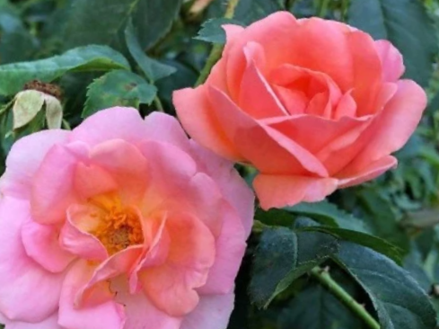 Peachy Knock Out® Rose (Rosa K.O 'Radyod') - QT