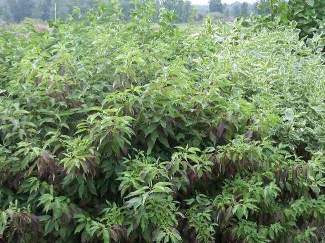 Red Gnome® Siberian Dogwood (Cornus alba 'Regnzam') - 3 gallon 15"