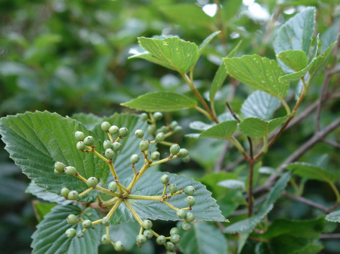 Chicago Lustre™ Viburnum (Viburnum dentatum 'Synnestvedt') - 3 gallon 24"