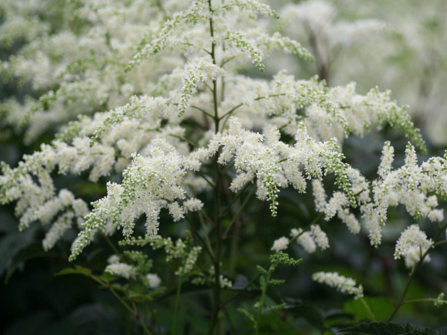 Bridal Veil Astilbe (Astilbe x arendsii 'Bridal Veil') - 1 gallon