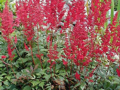 Fanal Astilbe (Astilbe x arendsii 'Fanal') - 1 gallon
