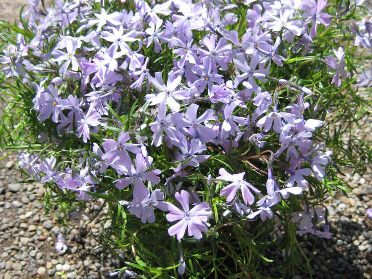 Emerald Blue Moss Phlox (Phlox subulata 'Emerald Blue') - 1 gallon