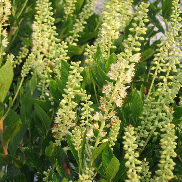 Sixteen Candles Dwarf Summersweet (Clethra alnifolia 'Sixteen Candles') - 3 gallon 15"