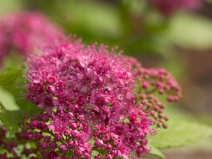 Double Play® Gold Spirea (Spiraea japonica 'Yan') - 3 gallon 12"