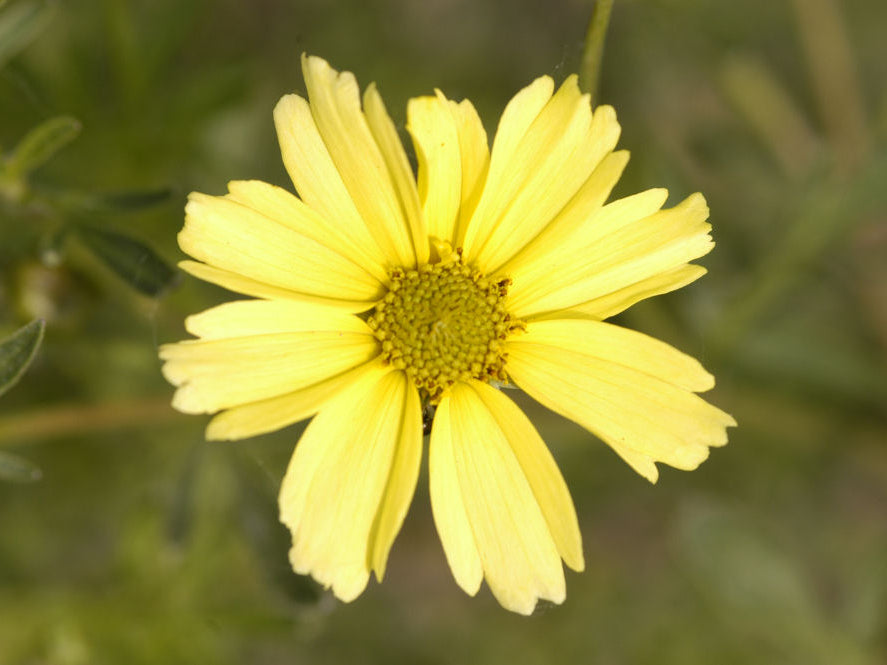 Creme Brulee™ Tickseed (Coreopsis verticillata 'Creme Brulee') - 1 gallon