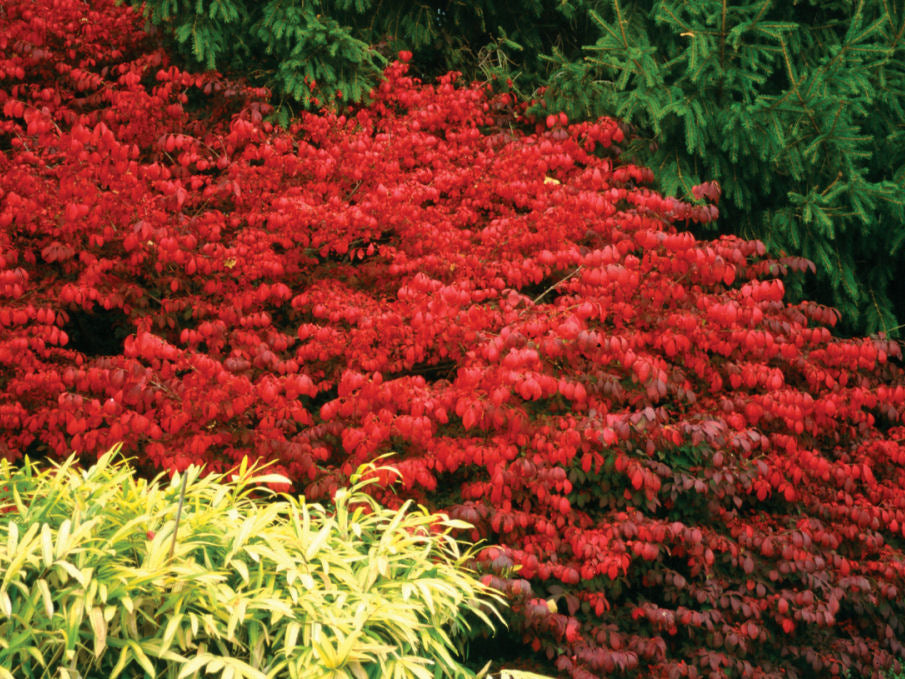 Fire Ball® Burning Bush (Euonymus alatus 'Select') - 2 gallon 15"