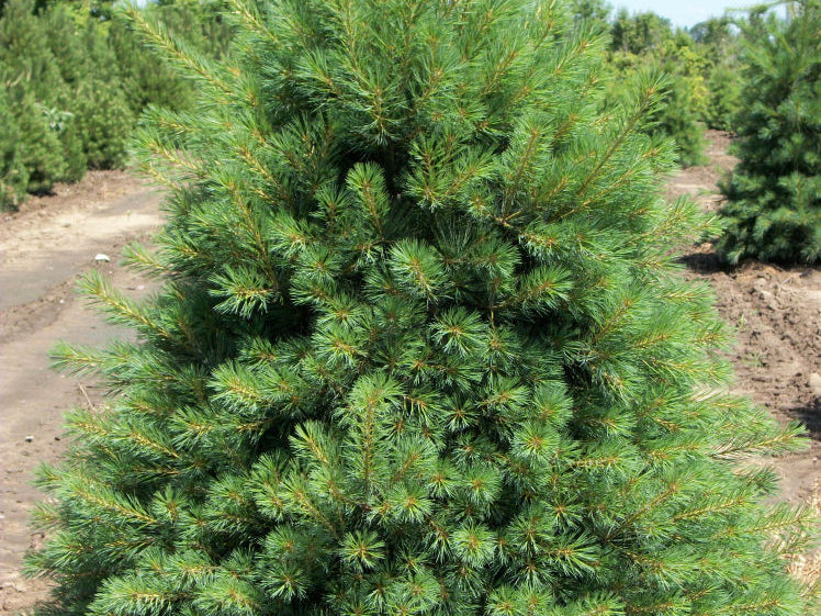 Eastern White Pine (Pinus strobus) - 3 gallon 18"