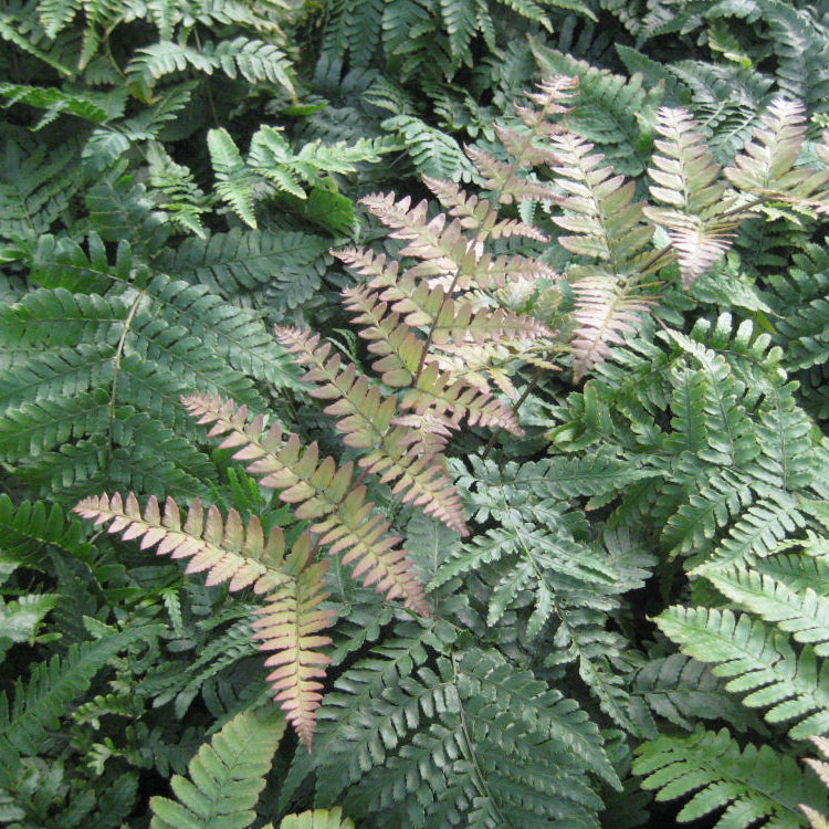Brilliance™ Autumn Fern (Dryopteris erythrosora 'Brilliance') - 1 gallon