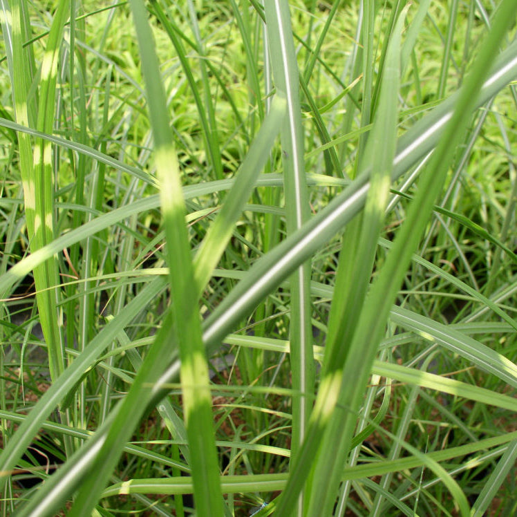 Zebra Grass (Miscanthus sinensis 'Zebrinus') - 1 gallon