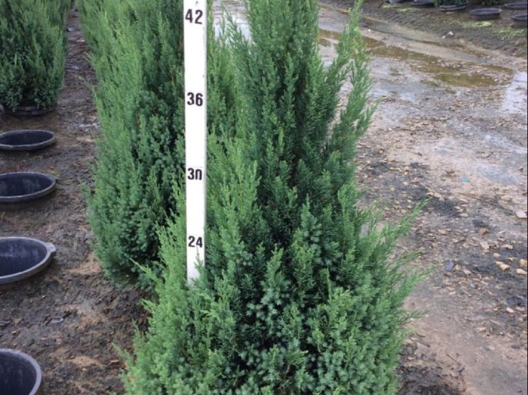 Blue Point Juniper (Juniperus chinensis 'Blue Point') - 1 gallon 12"
