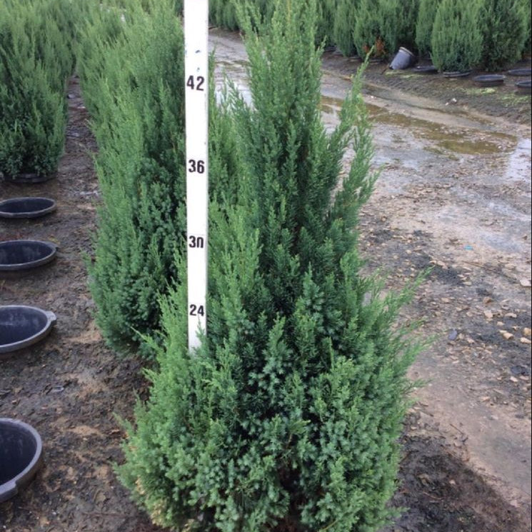 Blue Point Juniper (Juniperus chinensis 'Blue Point') - 1 gallon 12"
