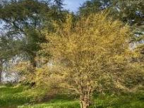 Cornelian Cherry Dogwood (Cornus 'Mas') - 3 gallon 24"