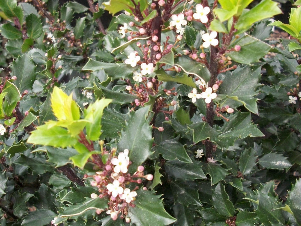 Blue Prince™ Meserve Holly (Ilex x meserveae 'Blue Prince') - 3 gallon 15"