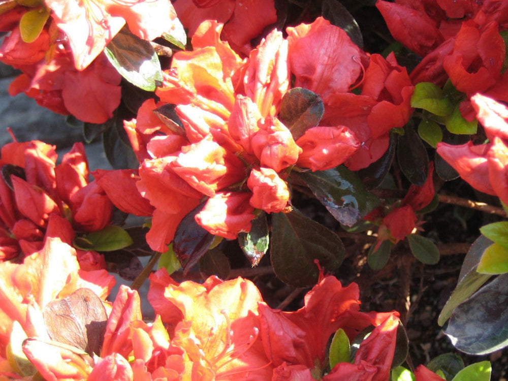 Girard’s Crimson Azalea (Azalea x 'Girard Crimson') - 1 gallon