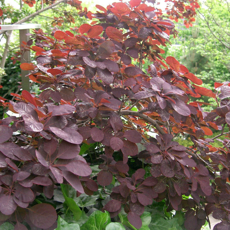 Royal Purple Smokebush (Cotinus coggygria 'Royal Purple') - 3 gallon 15"