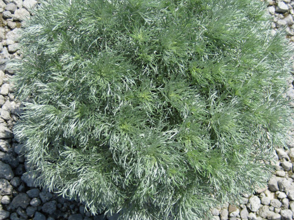 Wormwood 'Silver Mound' (Artemisia schmidtiana 'Silver Mound') - 1 gallon