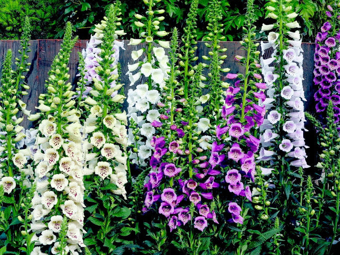 Camelot Lavender Foxglove (Digitalis x 'Camelot Lavender') - 1 gallon