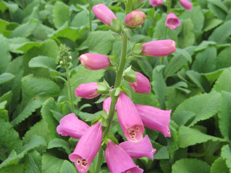 Camelot Rose Foxglove (Digitalis x 'Camelot Rose') - 1 gallon