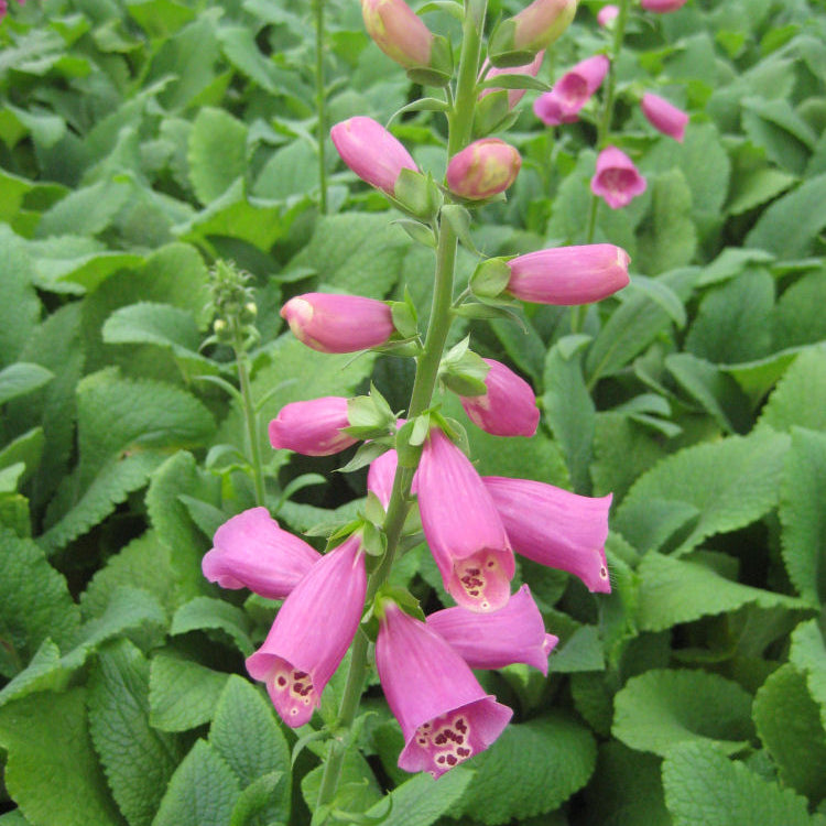 Camelot Rose Foxglove (Digitalis x 'Camelot Rose') - 1 gallon