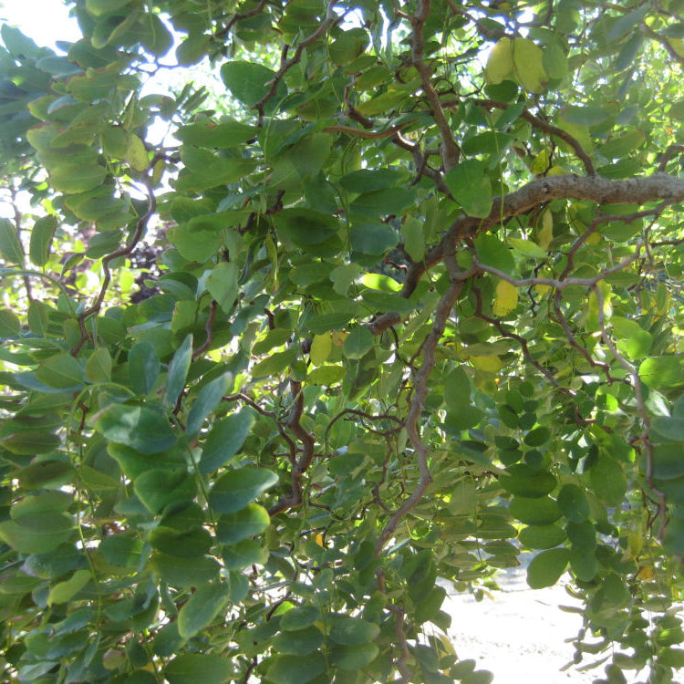 Lace Lady Black Locust (Robinia pseudoacacia 'Twisty Baby') - 3 gallon 30"