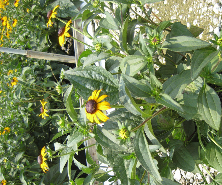 Black-Eyed Susan (Rudbeckia fulgida 'Goldsturm') - 1 gallon