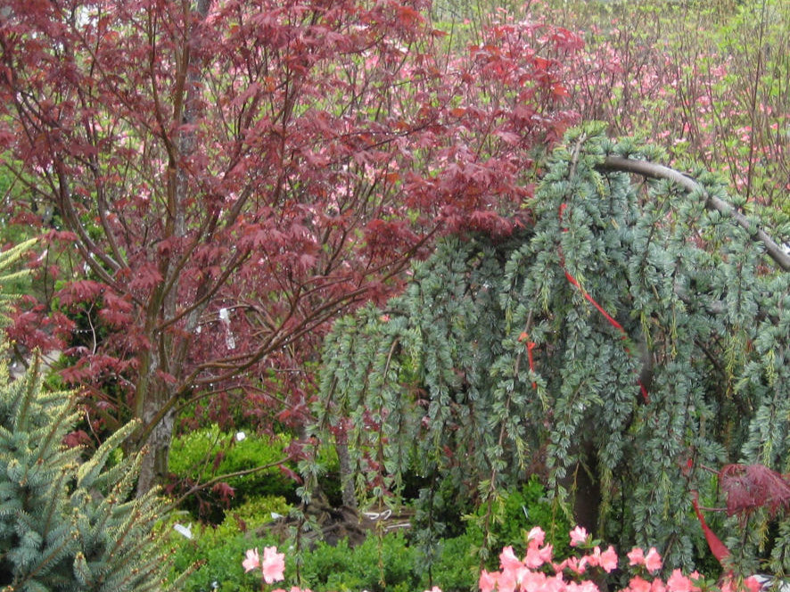 Bloodgood Japanese Maple (Acer palmatum 'Bloodgood') - 3 gallon 30-36"