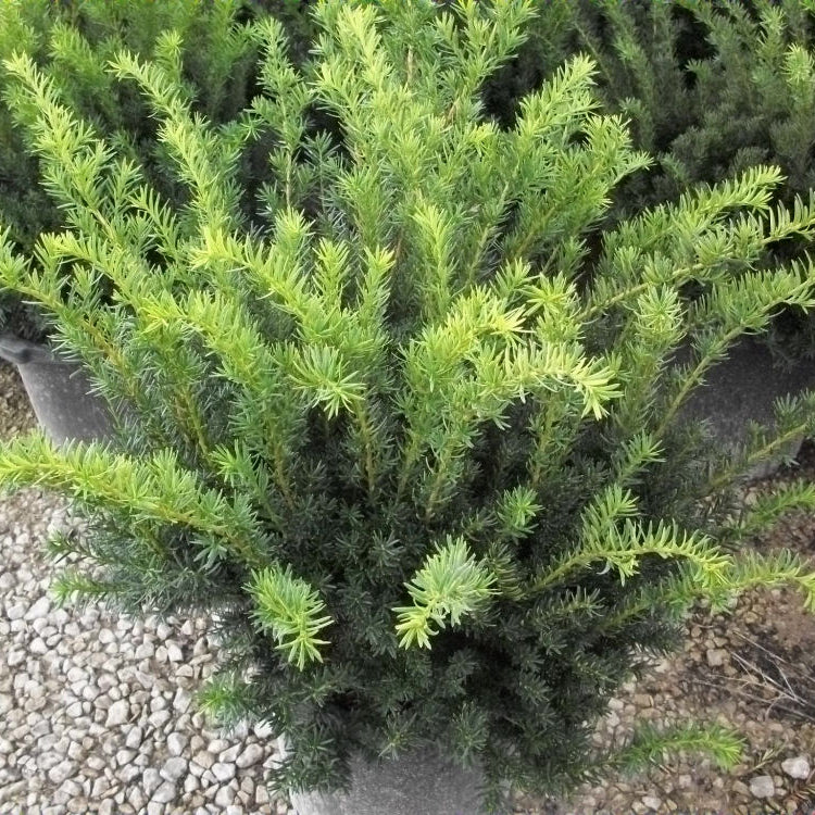 Densiformis Yew (Taxus x media 'Densiformis') - 3 gallon 15"