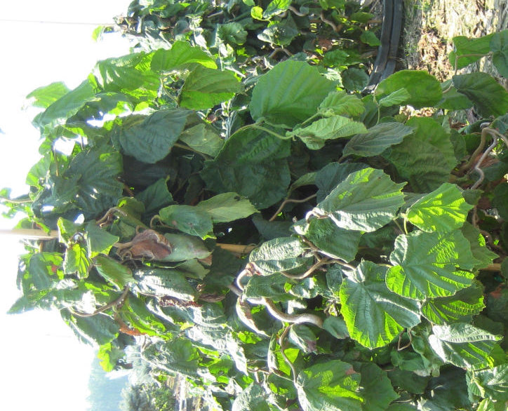 Harry Lauder's Walking Stick/Contorted Filbert (Corylus avellana 'Contorta') - 3 gallon 18"