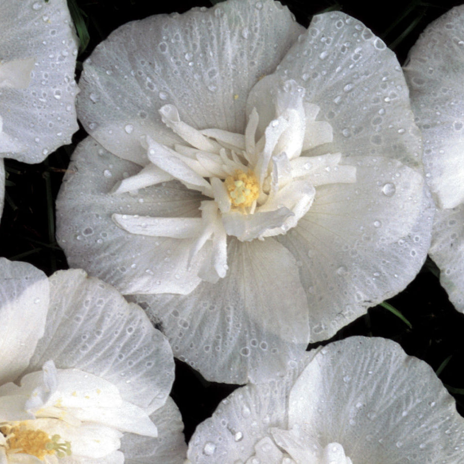 White Chiffon® Rose of Sharon (Hibiscus syriacus 'Notwoodtwo') - 1 gallon