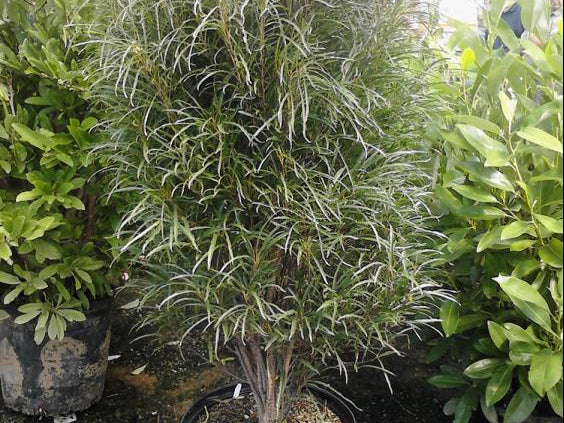 Fine Line® Buckthorn (Rhamnus frangula 'Ron Williams') - 1 gallon