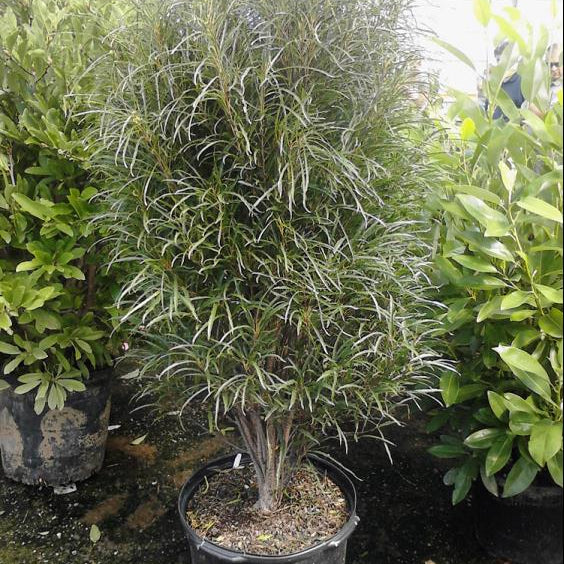 Fine Line® Buckthorn (Rhamnus frangula 'Ron Williams') - 1 gallon