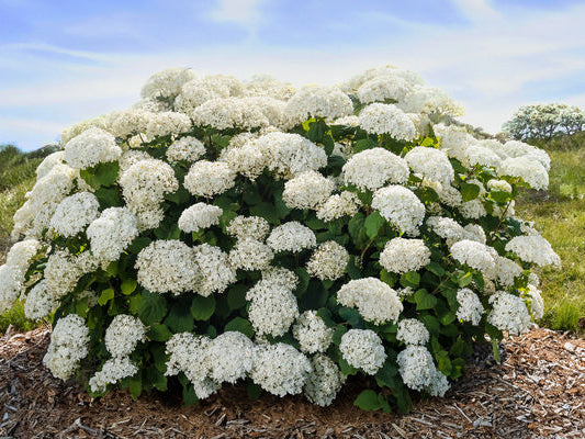 FlowerFull® Smooth Hydrangea (Hydrangea arborescens 'Flowerfull') - 3 gallon