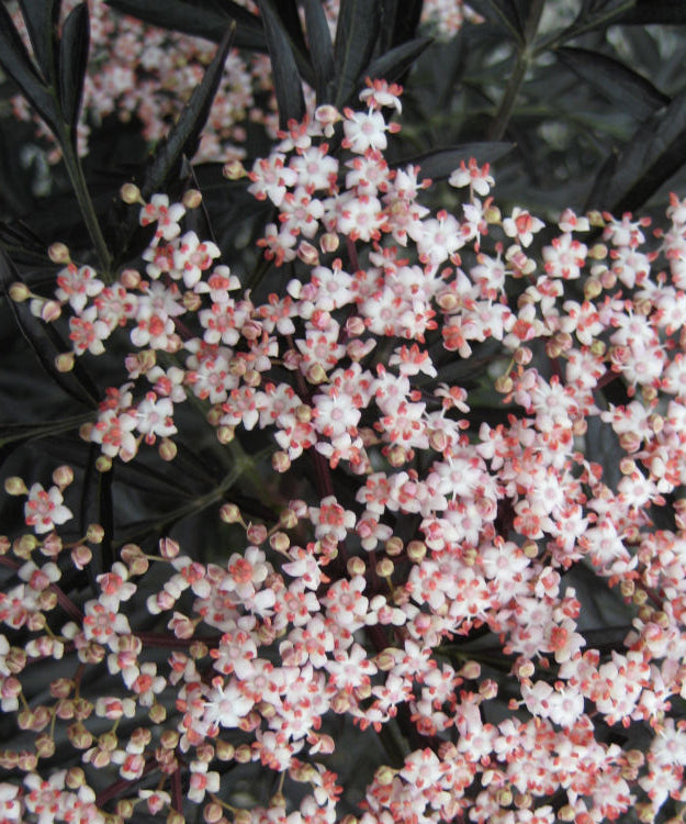 Black Lace® Elderberry (Sambucus nigra 'Eva') - 3 gallon 18"