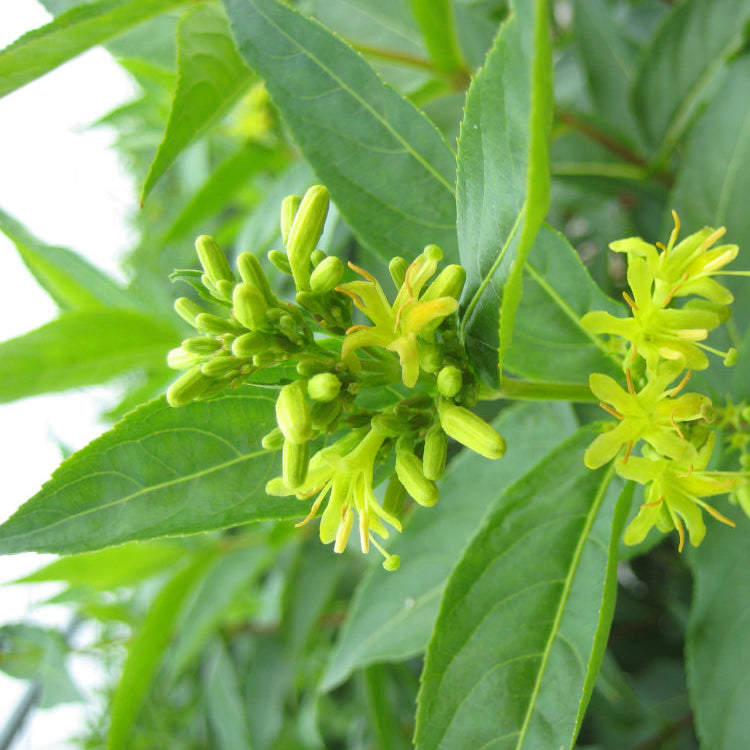 Butterfly Bush Honeysuckle (Diervilla sessilifolia 'Butterfly') - 3 gallon 12"