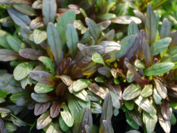 Chocolate Chip Bugleweed (Ajuga reptans 'Chocolate Chip') - 1 gallon