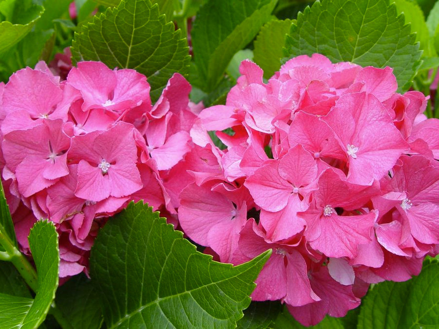 Color Fantasy® Hydrangea (Hydrangea macrophylla 'Color Fantasy') - 1 gallon