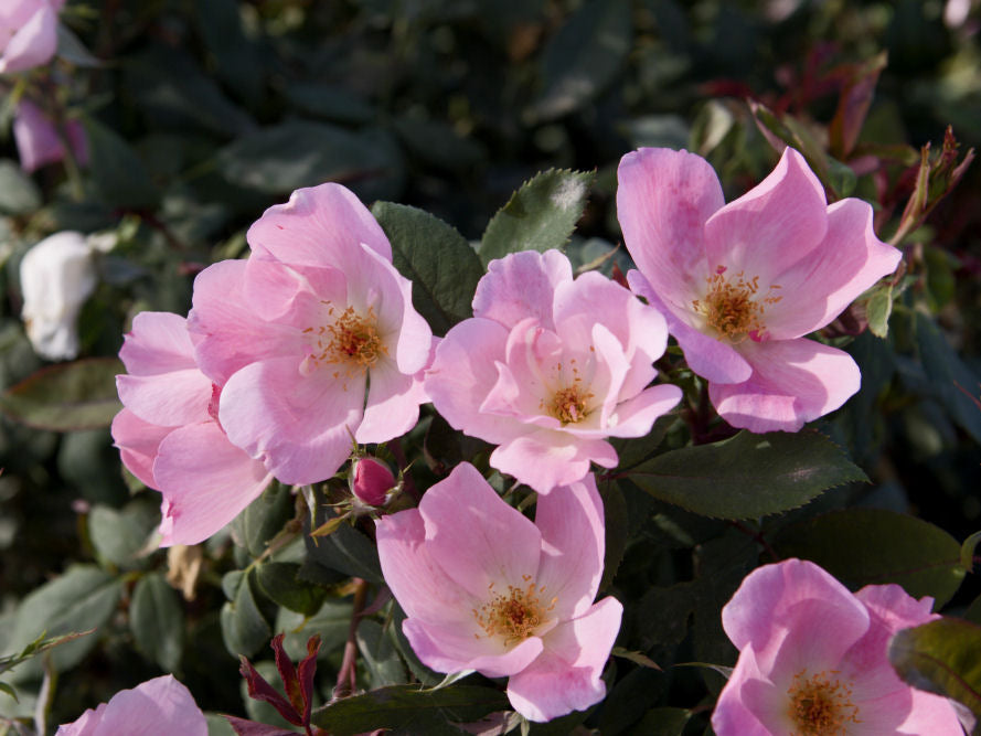 Blushing Knock Out® Rose (Rosa K.O 'Radyod') - 3 gallon