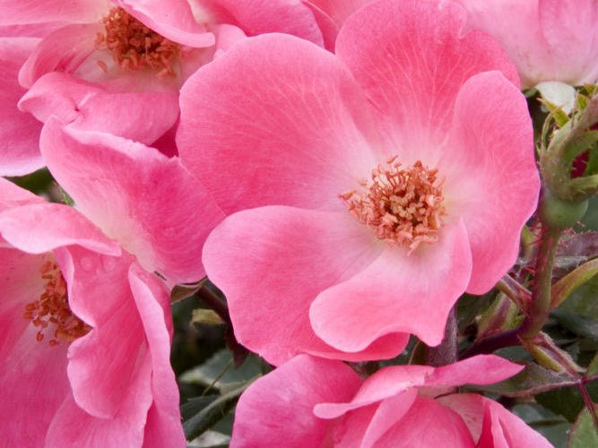 Pink Knock Out® Rose (Rosa K.O 'Radcon') - 3 gallon