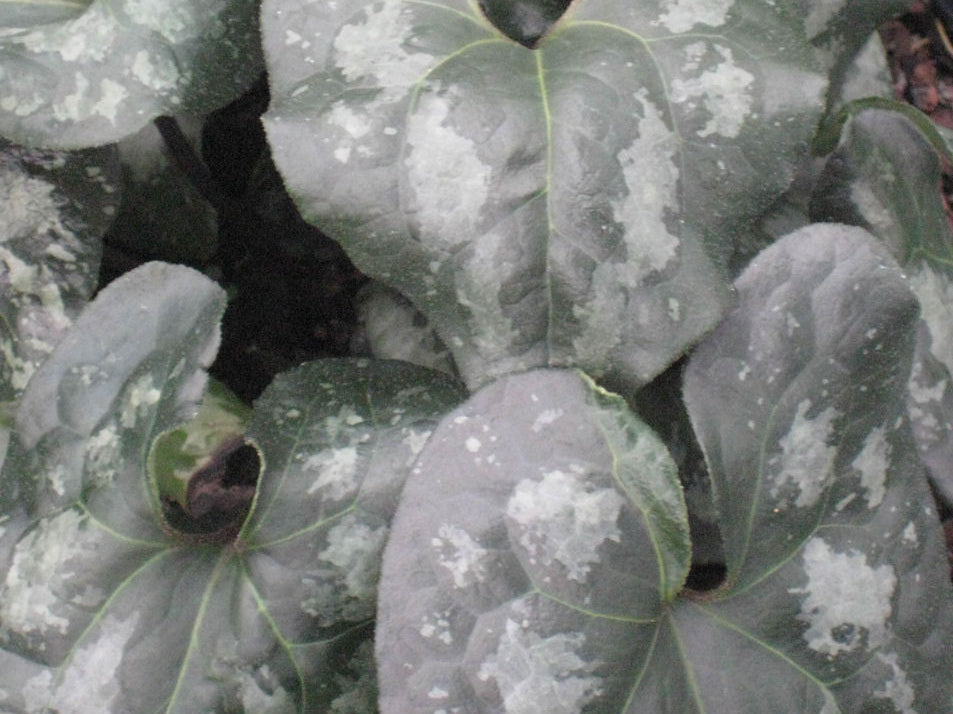 Chinese Wild Ginger (Asarum splendens) - 1 gallon
