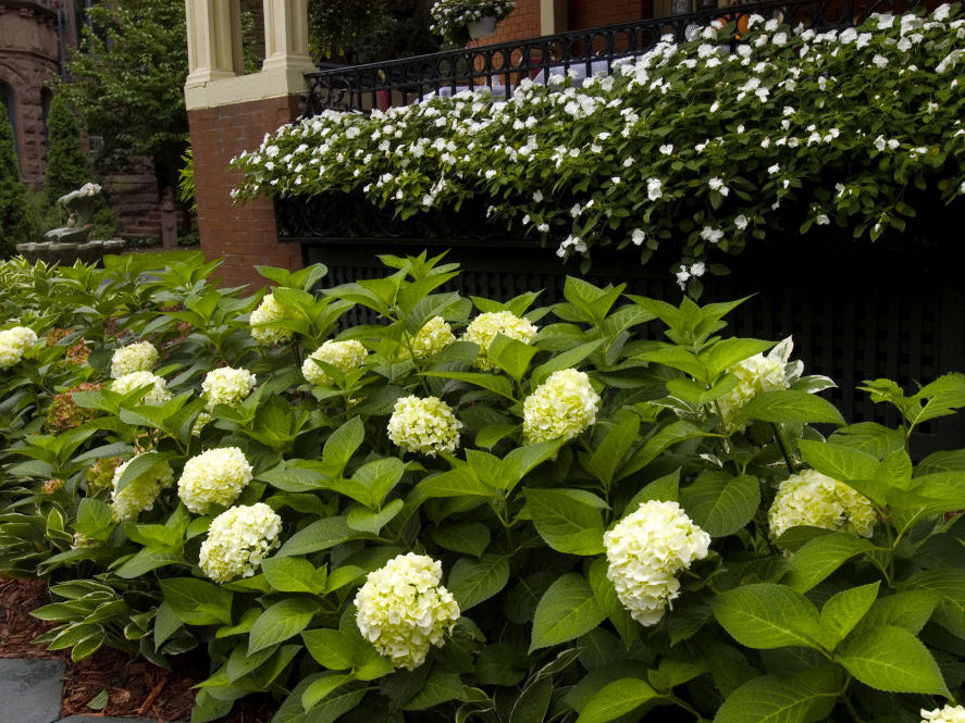 Blushing Bride® Hydrangea (Hydrangea macrophylla 'Blushing Bride') - 3 gallon