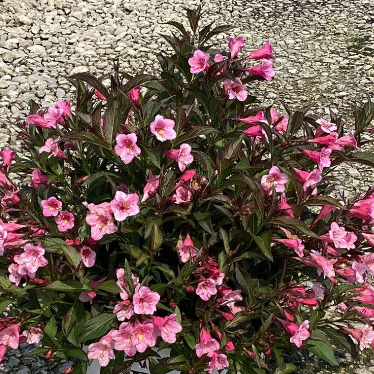 Sonic Bloom® Wine Weigela (Weigela sonic 'Bloom Wine') - 1 gallon