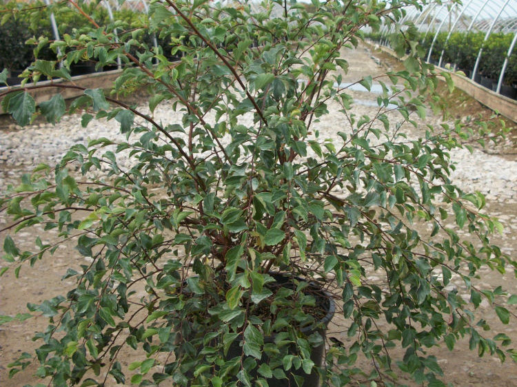 Renaissance Spiraea (Spiraea x vanhouttei 'Renaissance') - 3 gallon 15"