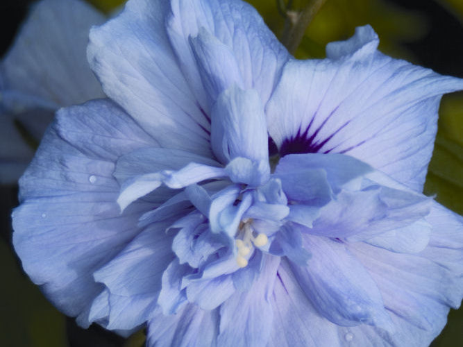 Blue Chiffon® Rose of Sharon (Hibiscus syriacus 'Notwoodthree') - 3 gallon 30"
