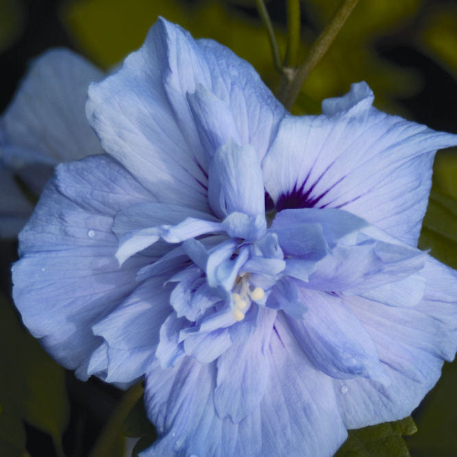 Blue Chiffon® Rose of Sharon (Hibiscus syriacus 'Notwoodthree') - 3 gallon 30"
