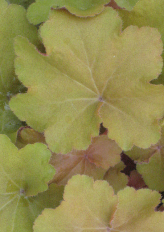 Caramel Coral Bells (Heuchera caramel 'Caramel') - 1 gallon