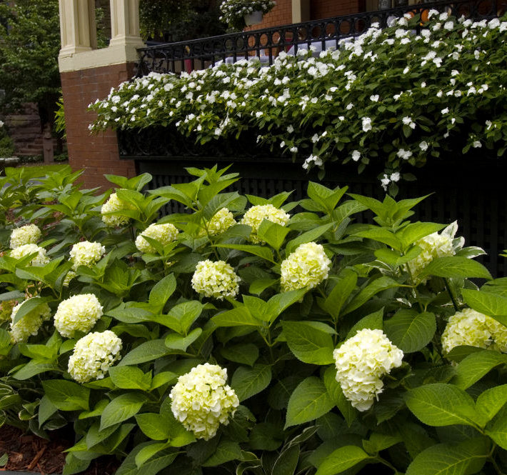 Blushing Bride® Hydrangea (Hydrangea macrophylla 'Blushing Bride') - 2 gallon